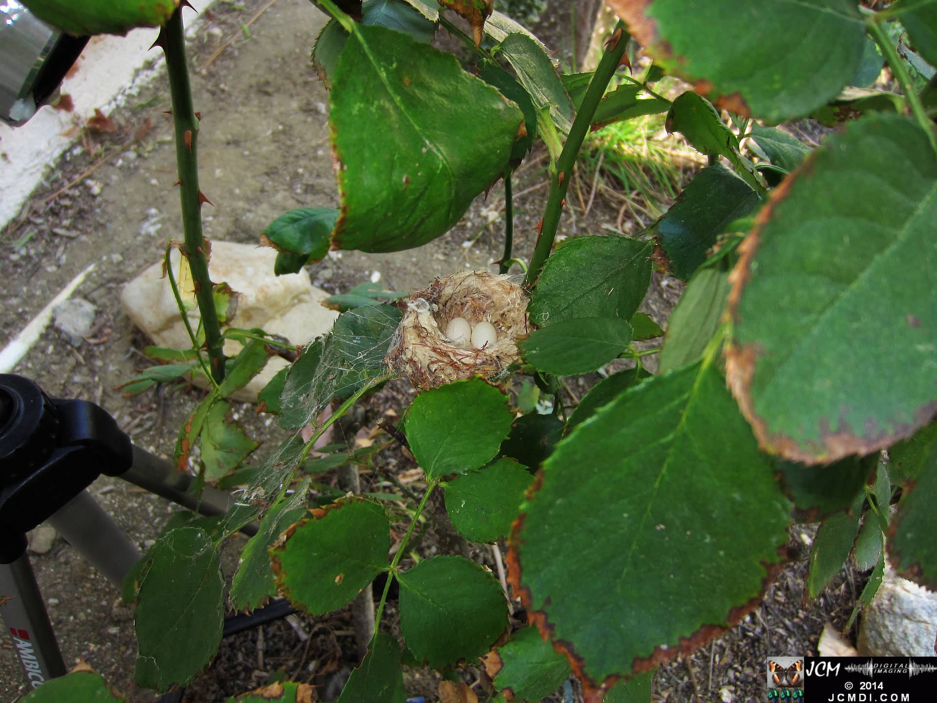 Allen's Hummingbird Nest with eggs